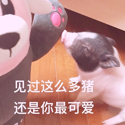 见过这么多猪 还是你最可爱 - 一组可爱的猪猪表情包 ​