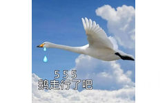 555鹅走行了吧