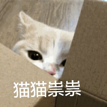 猫猫崇崇