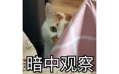 猫咪暗中观察