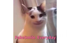 FakeSmile Everyday 假笑每一天（猫咪） - 斗图表情包原图精选-2018/7/26