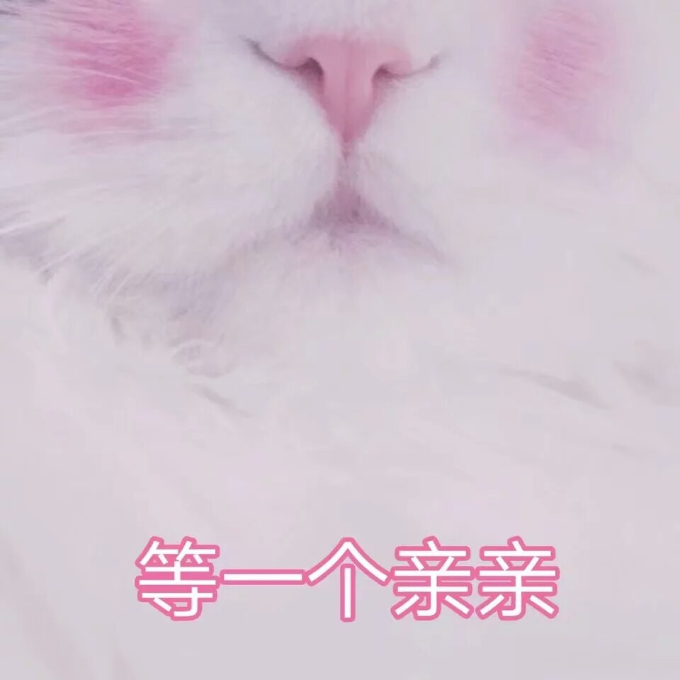 等一个亲亲 - 一组超级软萌的猫咪表情包