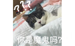 你是魔鬼吗？（猫咪）