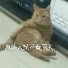 真让人摸不着屁股 - 一些猫猫表情包