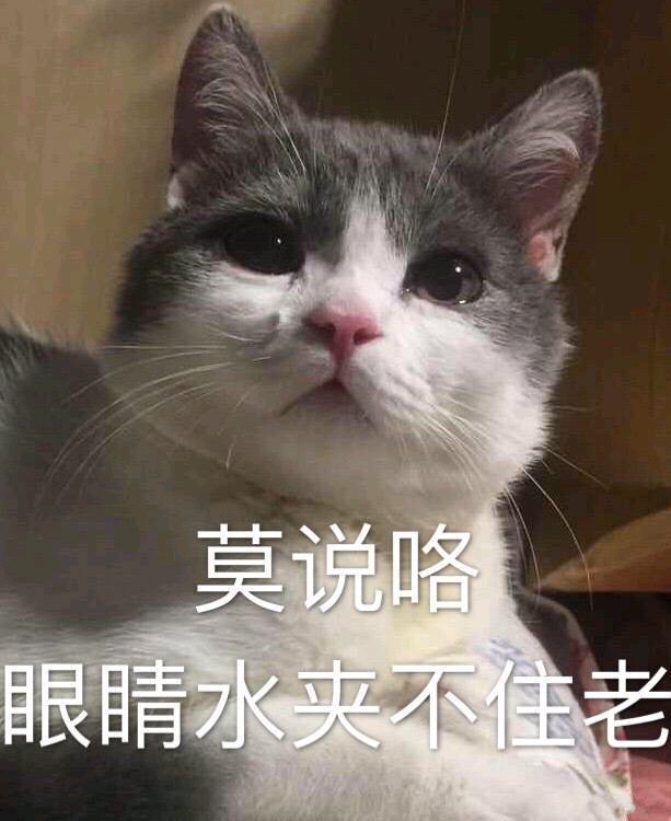 莫说咯 眼睛水夹不住老（流泪猫咪）