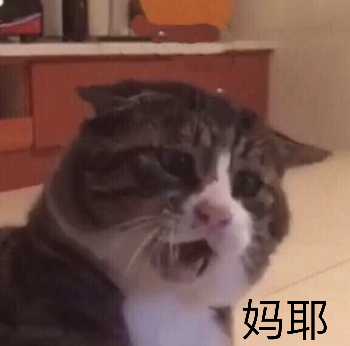 妈耶(猫咪)