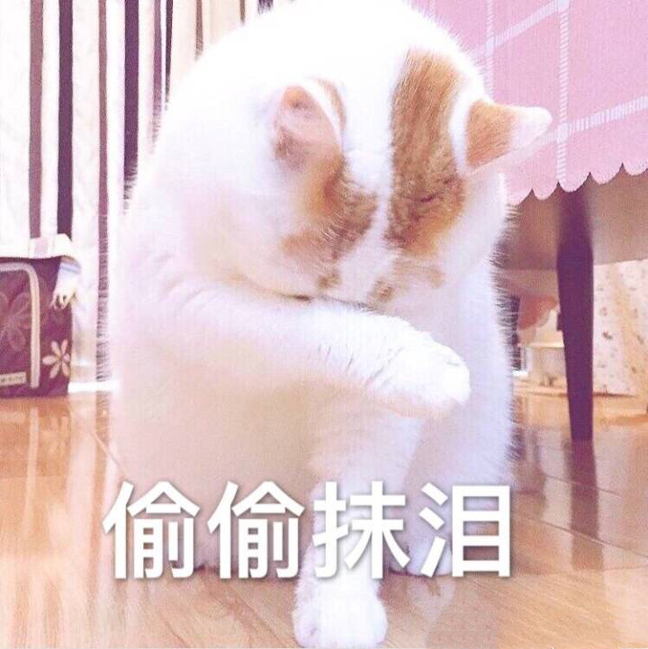 偷偷抹泪(猫咪)