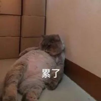 累了(猫猫表情包) - 可爱猫猫表情包