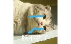 朕不活了（猫咪流泪）