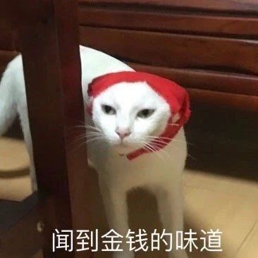 闻到金钱的味道 - 猫猫表情包系列