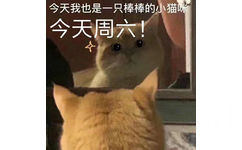 今天我也是一只棒棒的小猫咪今天周六!