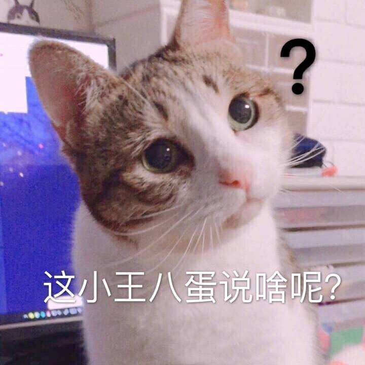 这小王八蛋说啥呢？（猫咪）