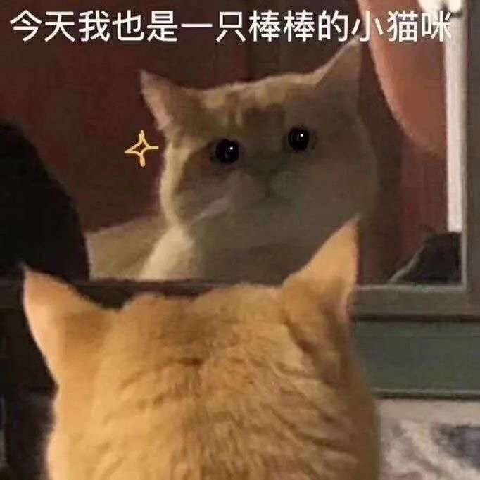 今天我也是一只棒棒的小猫咪