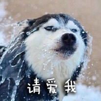 请爱我 - doge表情包再次来袭