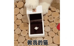 做我的猫(猫咪推戒指 GIF 动图表情包)