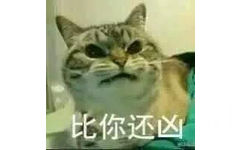 比你还凶 - 凶凶的小猫