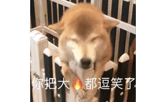 你把大伙都逗笑了 - 一组汪星人doge表情包