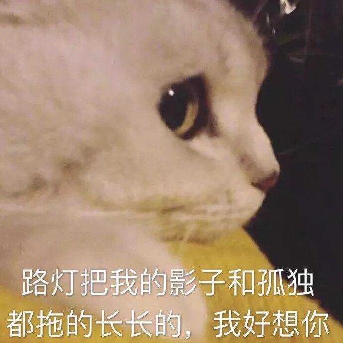 路灯把我的影子和孤独都拖的长长的,我好想你(猫咪)