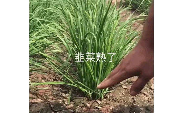 韭菜熟了