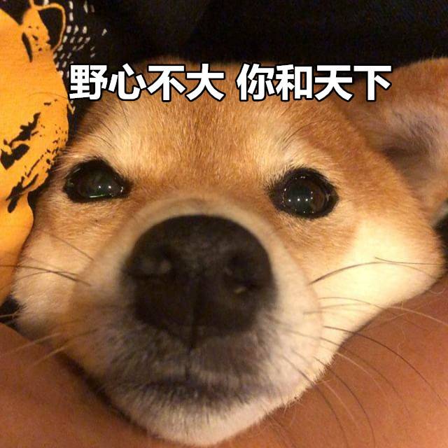 野心不大你和天下 - 一组柴犬表情包