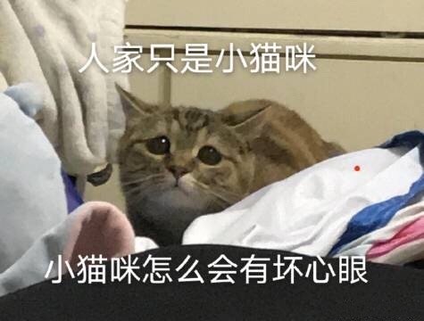 人家只是小猫咪小猫咪怎么会有坏心眼