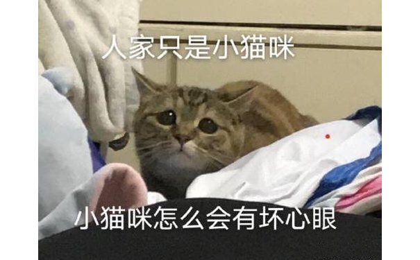 人家只是小猫咪小猫咪怎么会有坏心眼