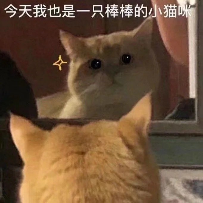 今天我也是一只棒棒的小猫咪(猫咪表情包)