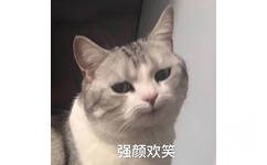 强颜欢笑（猫咪）