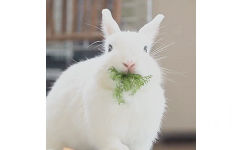 兔子吃东西 GIF 动图 - 吃东西的小兔兔，我可以看一天