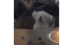 狗狗蹦迪 GIF 动图表情包