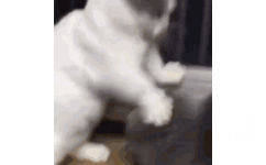 (猫猫打拳 GIF 动图表情包)