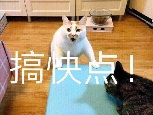 猫咪表情包