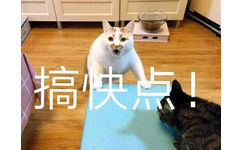 猫咪表情包