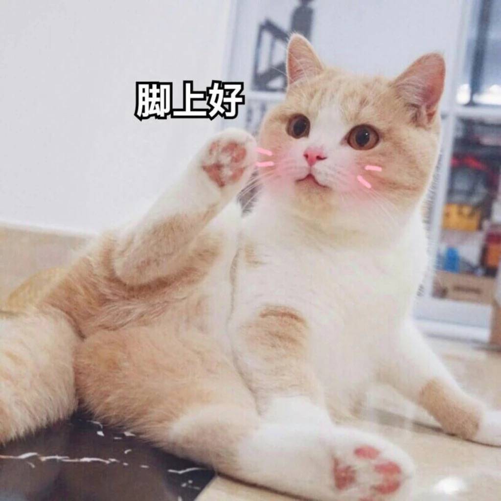 猫咪脚上好，早上好