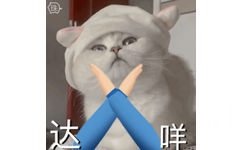 猫猫表情包  达咩 - 今日份热门表情包