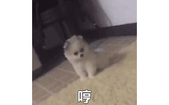 哼(狗狗愤怒拍地 GIF 动图表情包)