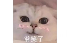 爷笑了(猫咪表情包)