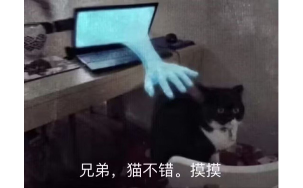 兄弟，猫不错。摸摸