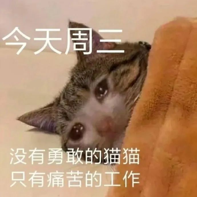 今天周三没有勇敢的猫猫只有痛苦的工作