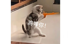 鸡哔你！(猫猫表情包)