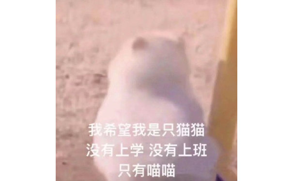 我希望我是只猫猫没有上学没有上班只有喵喵