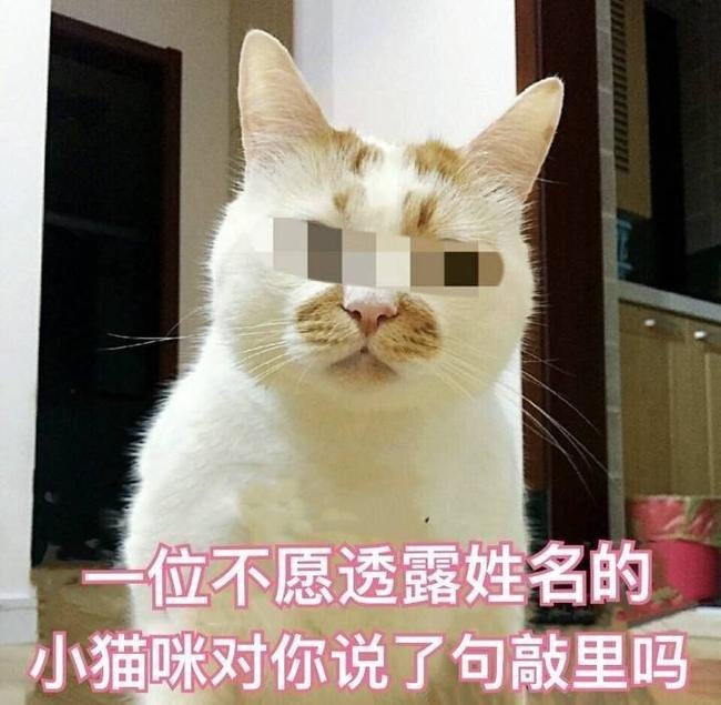 一位不愿透露姓名的小猫咪对你说了句敲里吗