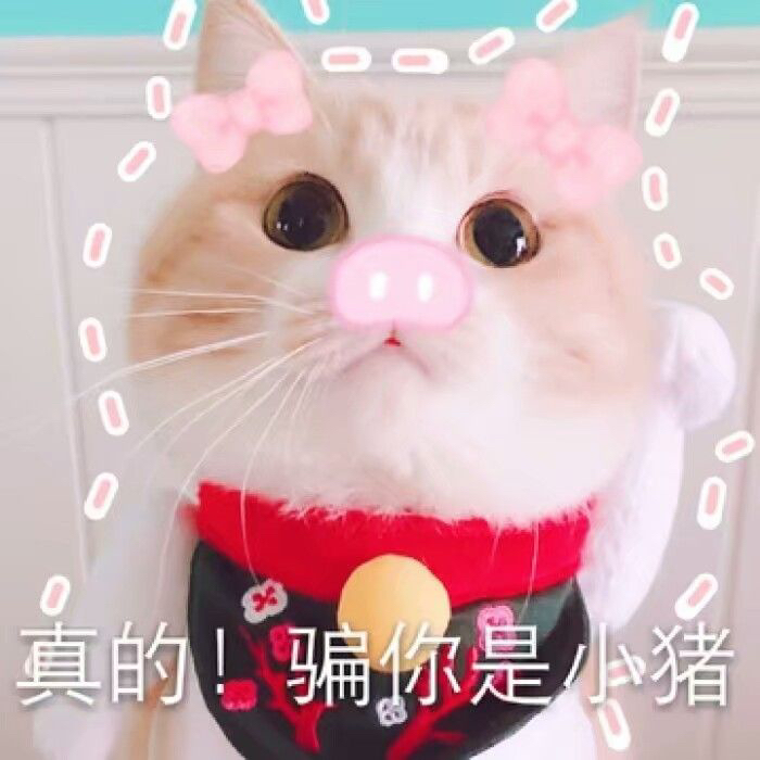 真的！骗你是小猪（猫咪）