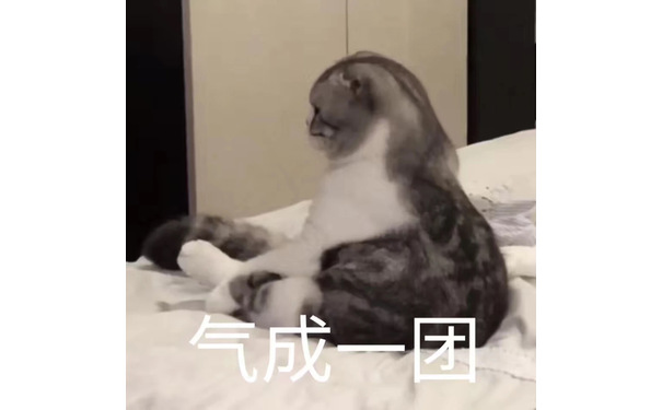 气成一团（猫咪）