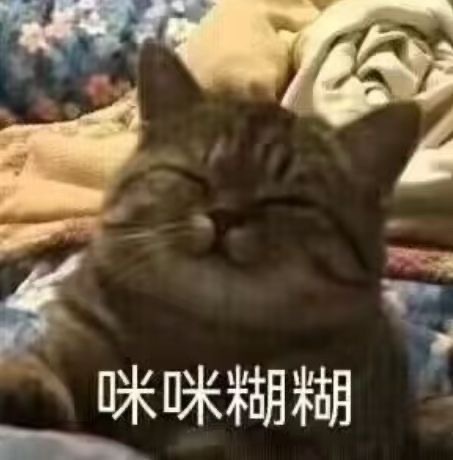 咪咪糊糊 - 猫咪猫猫表情包