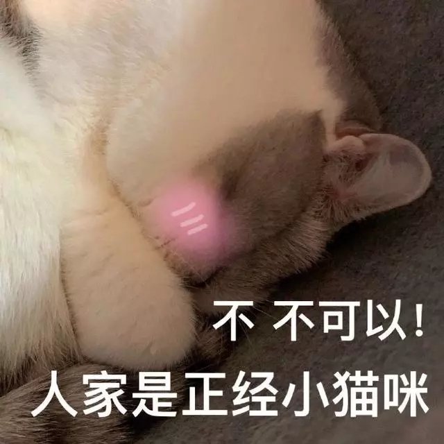 不可以，人家是正经小猫咪