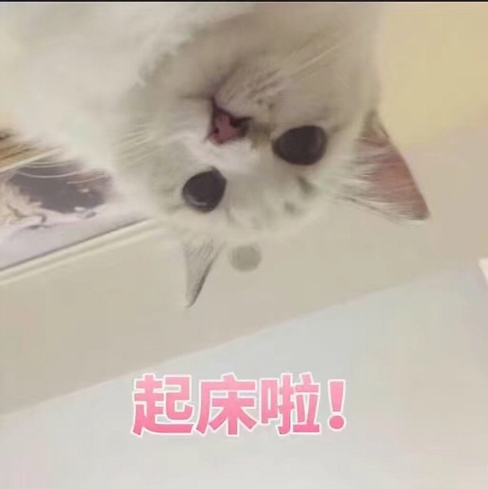 起床啦！（猫咪的注视）