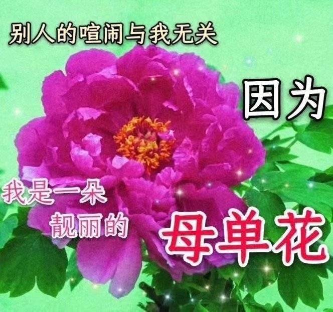 别人的喧闹与我无关因为我是一朵靓丽的母单花