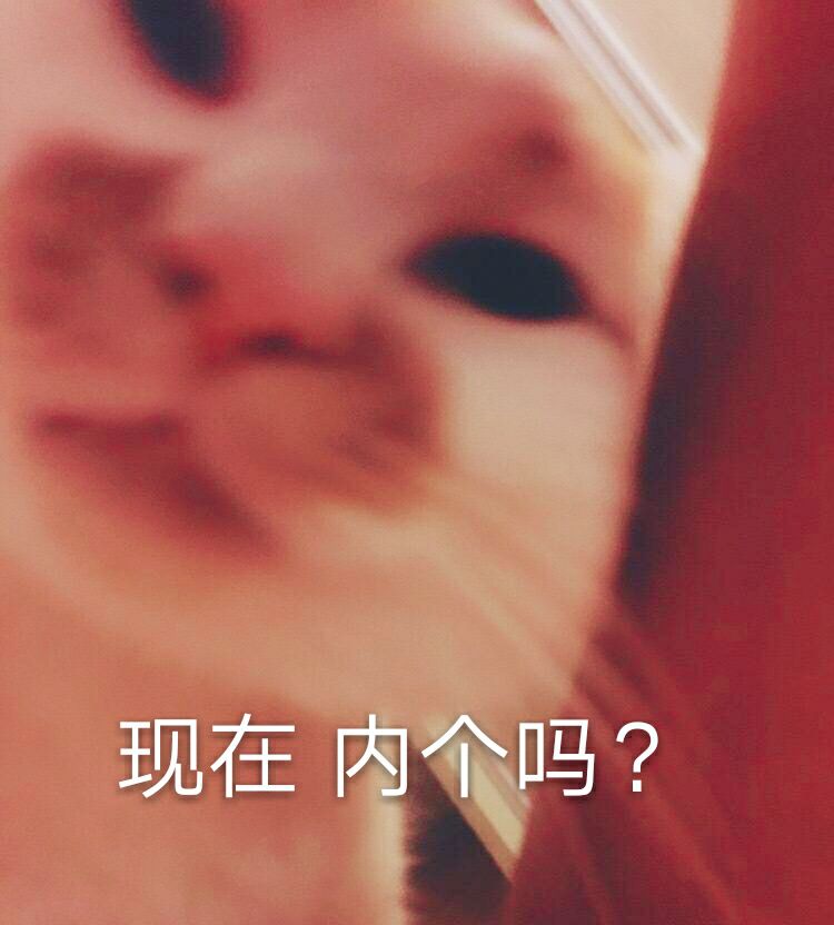 现在 内个吗（猫咪）