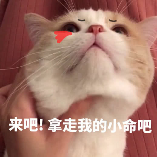 来吧！拿走我的小命吧（猫咪）